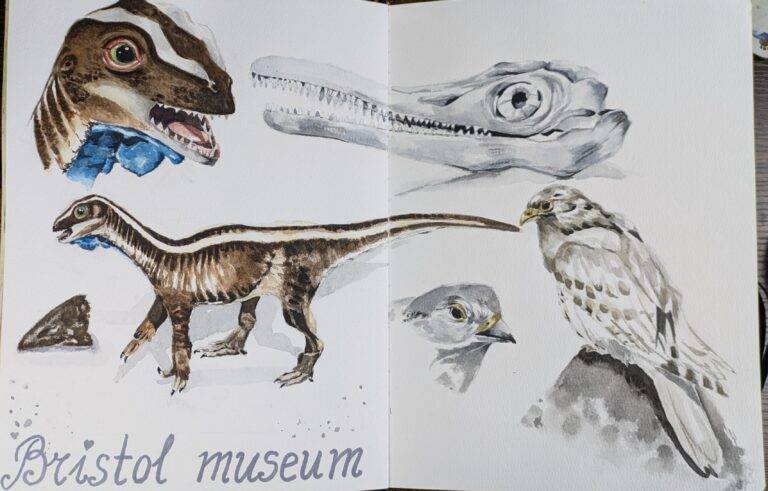 dinosaur sketches at the bristol museum and art gallery